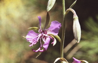 Photo of Clarkia borealis ssp. borealis