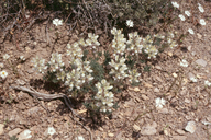 Lupinus malacophyllus