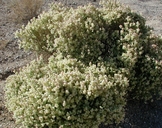 Scutellaria mexicana