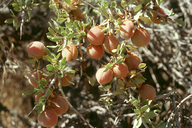 Prunus andersonii