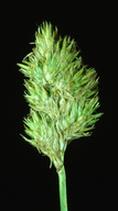 Carex multicostata