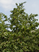 Prunus ilicifolia ssp. lyonii