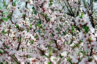 Prunus tomentosa