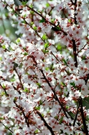 Prunus tomentosa
