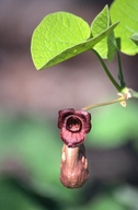 Aristolochia manchuriensis