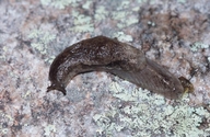 Spotted Fungus Slug