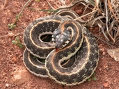 Western Black-necked Garter Snake