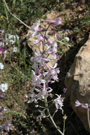 Delphinium parishii ssp. pallidum