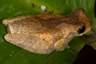 Dendropsophus parviceps