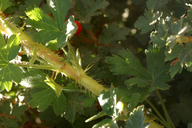 Ribes montigenum
