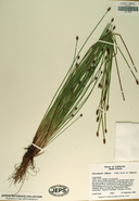 Eleocharis obtusa