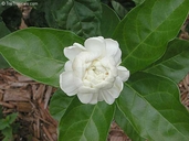 Jasminum sambac