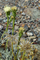 Chaenactis suffrutescens