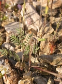 Astragalus nuttallianus var. imperfectus