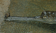 Gavialis gangeticus
