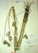 Juncus effusus ssp. pacificus