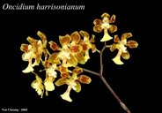 Oncidium harrisonianum