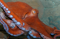 Pacific Giant Octopus