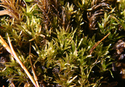 Broad-nerved Hump-moss