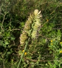 Dactylis glomerata ssp. hispanica