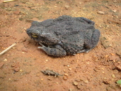 Rhinella granulosa