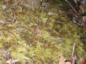 Oregon Eurhynchium Moss