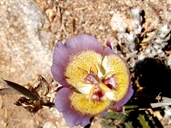 Plummers Mariposa Lily
