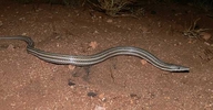 Burton's Snake-lizard