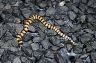 Desert Banded Snake