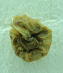 Plagiobothrys arizonicus