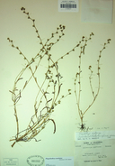Plagiobothrys austiniae
