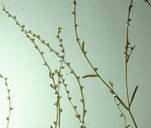 Plagiobothrys bracteatus