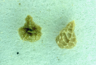 Plagiobothrys canescens