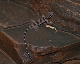Desert Cave Gecko