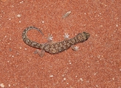 White-spotted Ground Gecko