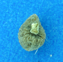 Plagiobothrys hispidus