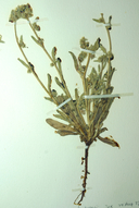Plagiobothrys kingii var. harknessii