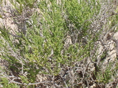Allenrolfea occidentalis