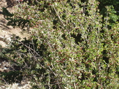 Amelanchier utahensis