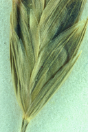 Bromus japonicus