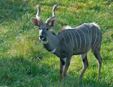 Lesser Kudu