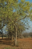 Red Bushwillow