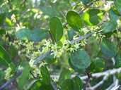 Sideroxylon salicifolium