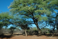 Acacia burkei