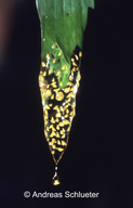 Dendropsophus brevifrons