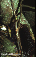 Trachycephalus resinifictrix