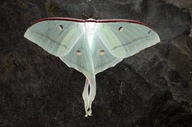 Indian Luna Moth/indian Moon Moth