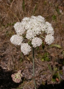 Photo of Perideridia gairdneri ssp. gairdneri