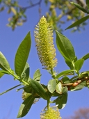 Salix lucida