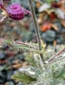 Streptanthus glandulosus ssp. pulchellus